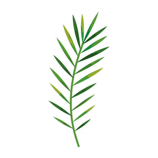 Branch with tropical natural leafs isolated icon — 스톡 벡터