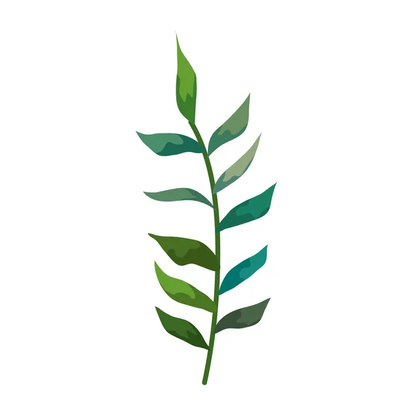 Branch with tropical natural leafs isolated icon — 스톡 벡터