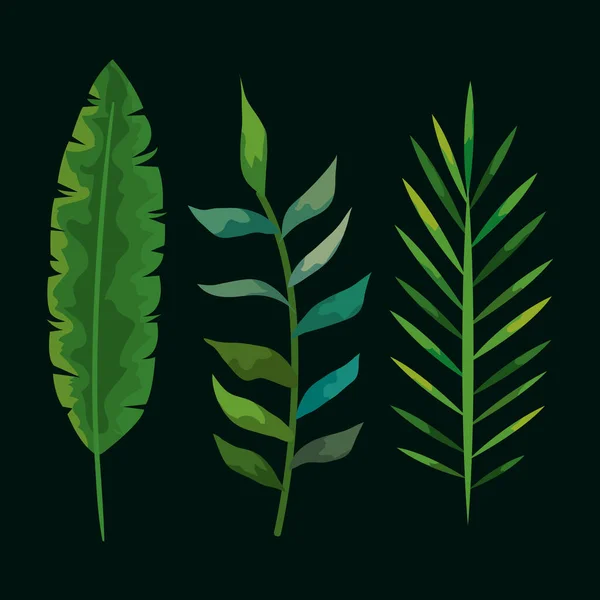 Set tropischer Blattpflanzen — Stockvektor