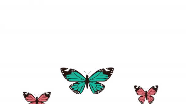 Beautiful butterflies flying pattern animated — Stock Video