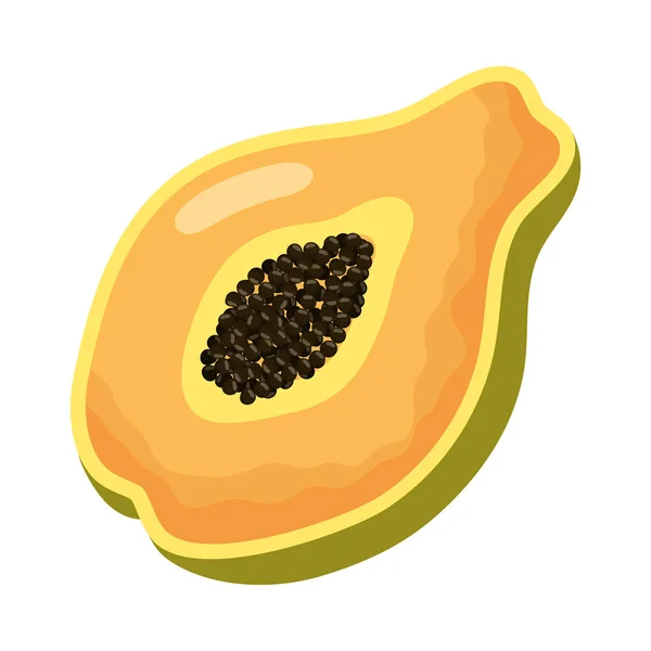 Tropical papaya fruit isolated icon — Stock Vector
