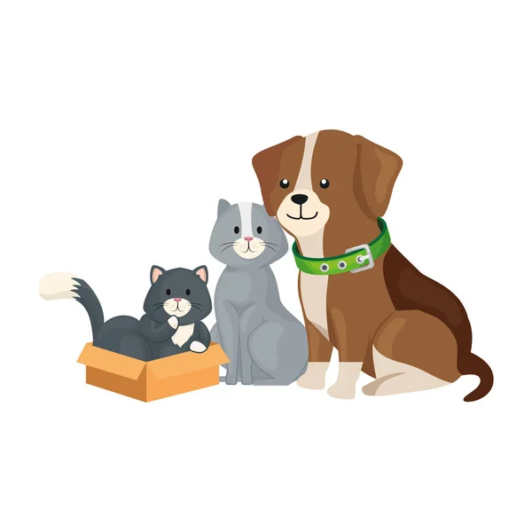 Chats mignons et animaux pour chiens avec carton boîte — Image vectorielle