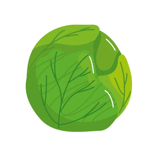 Fresh and healthy cabbage isolated icon — Stock Vector