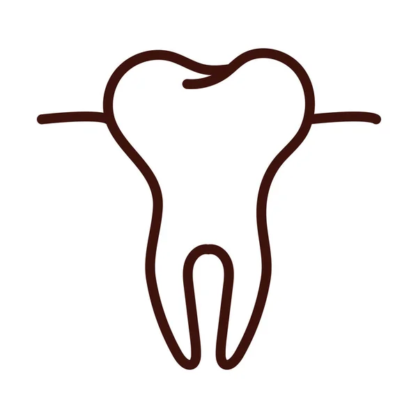 牙体部分线型 — 图库矢量图片
