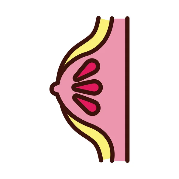 Línea de órganos humanos de mama y estilo de relleno — Vector de stock