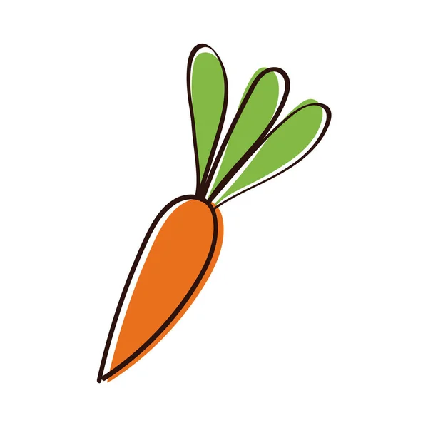 Cenoura fresca mão vegetal desenhar estilo — Vetor de Stock