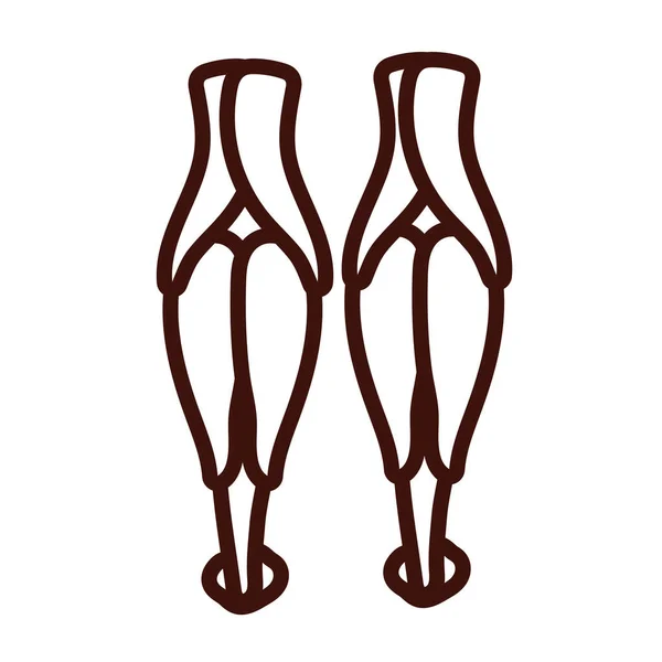 Legs bones and muscles body human part line style — Διανυσματικό Αρχείο