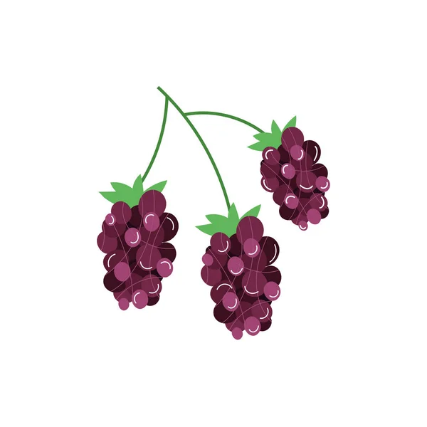 Grapes exotic fruits flat style — Διανυσματικό Αρχείο