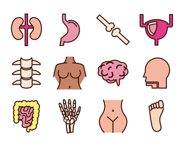 Bundle of body parts and organs icons — Stock Vector