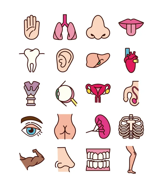 Bundle of body parts and organs icons — Stock Vector
