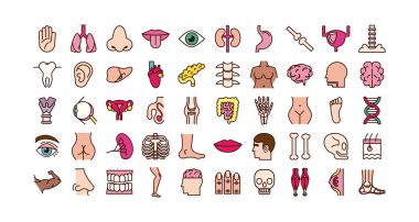 vücut parçaları ve organ simgeleri demeti