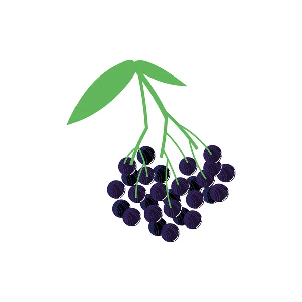 Blueberry εξωτικά φρούτα επίπεδη στυλ — Διανυσματικό Αρχείο