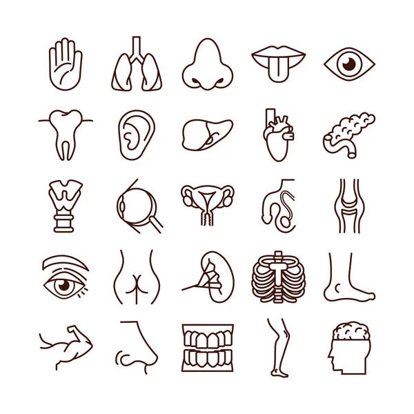 Fascio di parti del corpo e organi icone — Vettoriale Stock