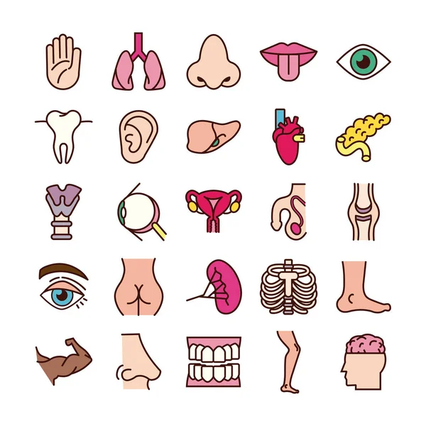 Bundle of body parts and organs icons — Stock Vector