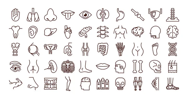 Feixe de partes do corpo e ícones de órgãos — Vetor de Stock