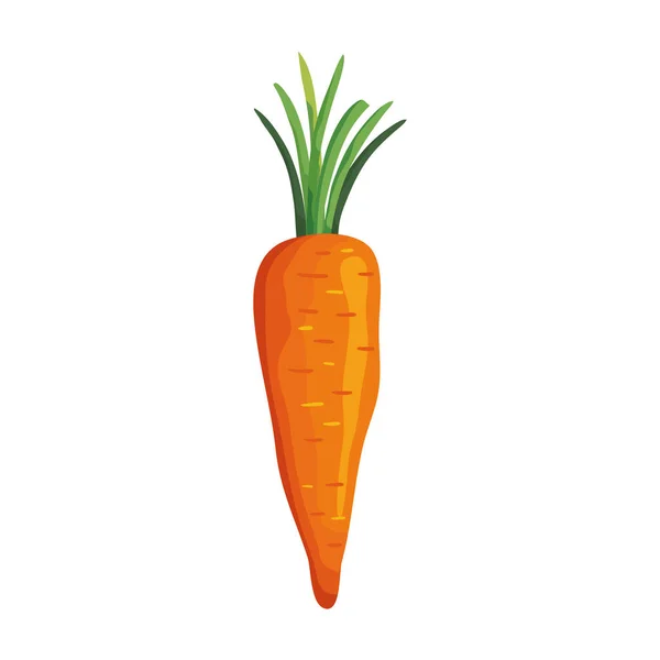 Ícone isolado vegetal de cenoura fresca — Vetor de Stock