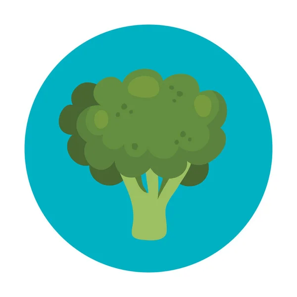 Färska broccoli grönsaker i ram cirkulär isolerad ikon — Stock vektor