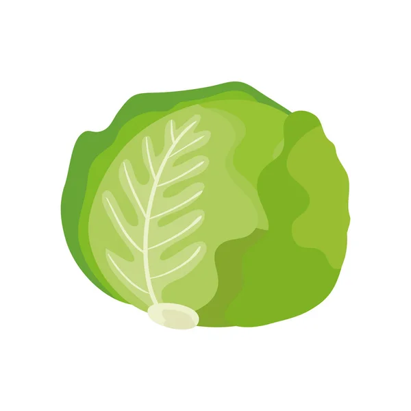 Fresh lettuce vegetable isolated icon — Stock Vector