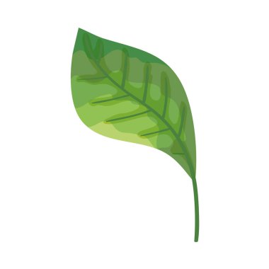 Yaprak doğa ekolojisi ikonu izole