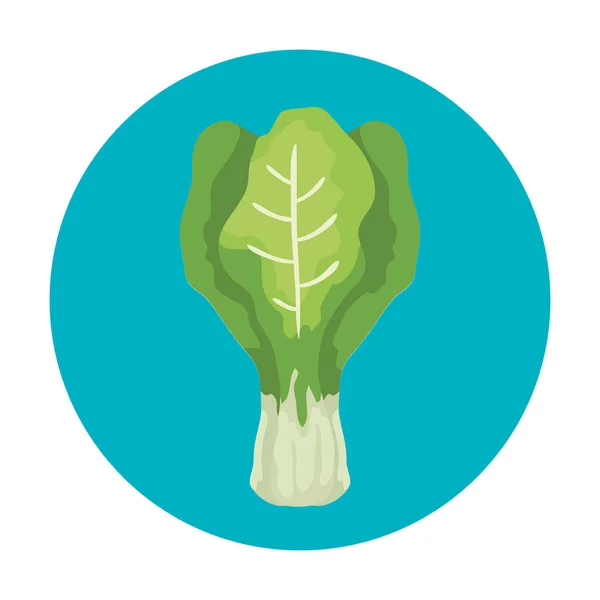 Νωπά φύλλα σέσκουλων λαχανικά σε κυκλικό πλαίσιο — Διανυσματικό Αρχείο