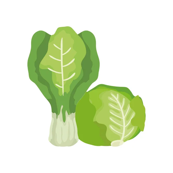 Pazı sebzeli taze marul izole edilmiş ikon — Stok Vektör