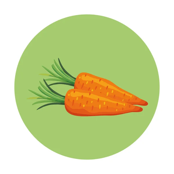 フレーム円形の新鮮なニンジンの野菜 — ストックベクタ