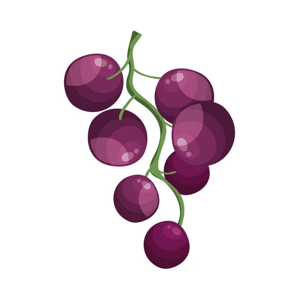 Uvas frescas frutas ícone isolado — Vetor de Stock