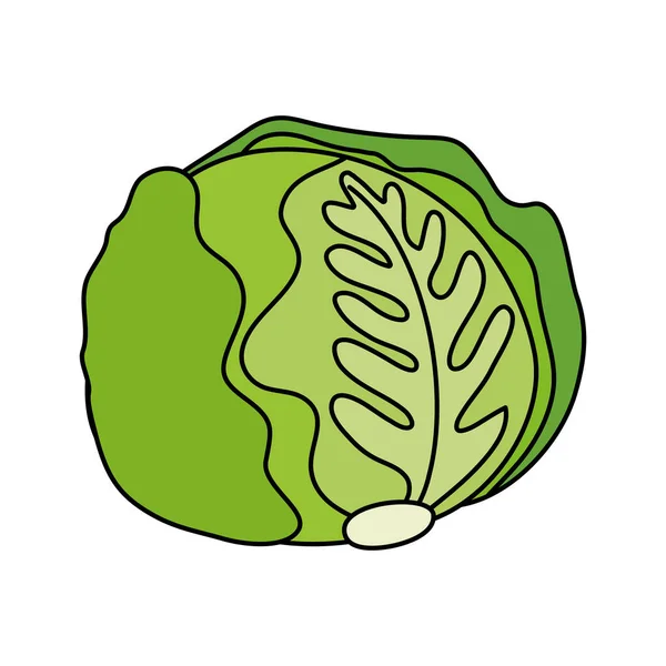 Fresh lettuce vegetable isolated icon — Stock Vector