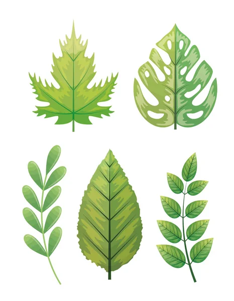Ensemble de feuilles tropicales naturelles — Image vectorielle