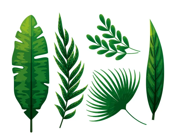 Set of tropical leafs naturals — Stock Vector