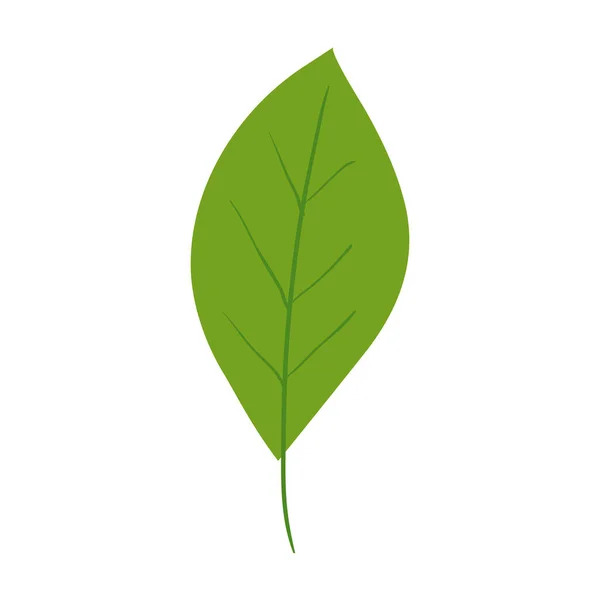 孤立した葉のアイコンベクトルデザイン — ストックベクタ