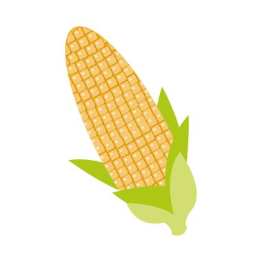 mısır koçanı düz detaylı biçimi