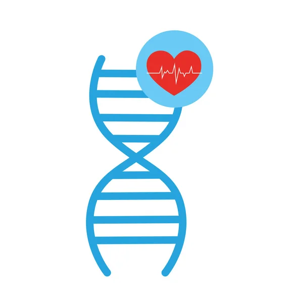 Estructura del ácido desoxirribonucleico y corazón — Vector de stock