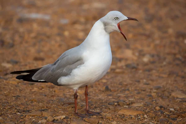 Graukopfmöwe mit weit geöffnetem Schnabel — Stockfoto