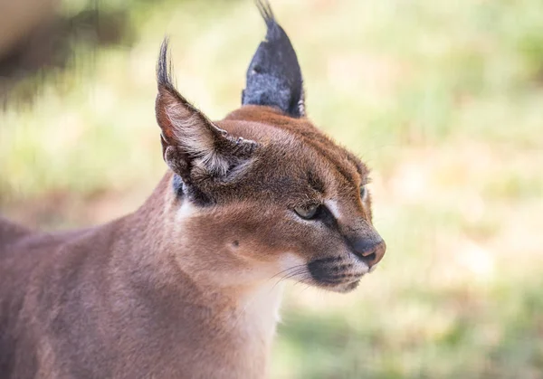 Lynx caracal ou africano — Fotografia de Stock