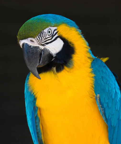 Blauw en goud Ara papegaai portret — Stockfoto