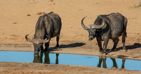 Buffalo Bulls com chifres grandes no Waterhole — Fotografia de Stock