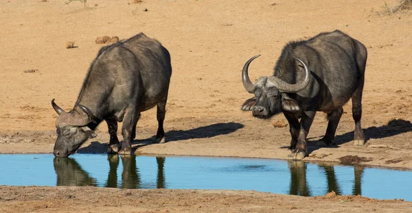 Büffelbullen mit großen Hörnern am Wasserloch — Stockfoto