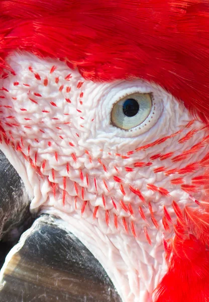 Scarlet Macaw Parrot Close Up Dettagli — Foto Stock