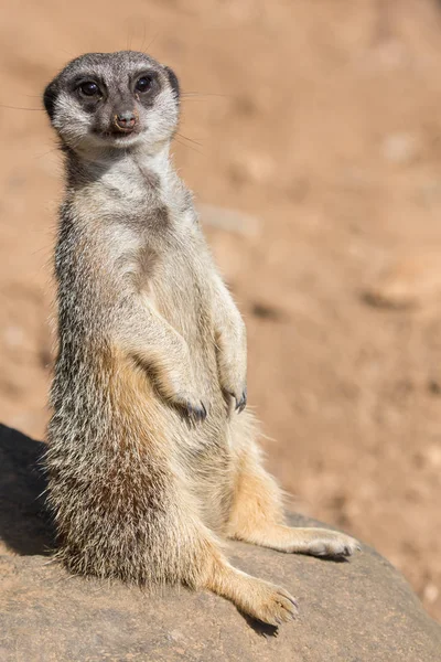 Meerkat ή Suricate ζώο — Φωτογραφία Αρχείου