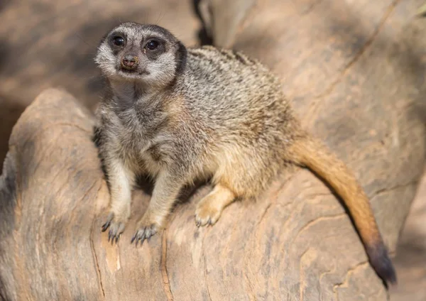 Meerkat ή Suricate ζώο — Φωτογραφία Αρχείου