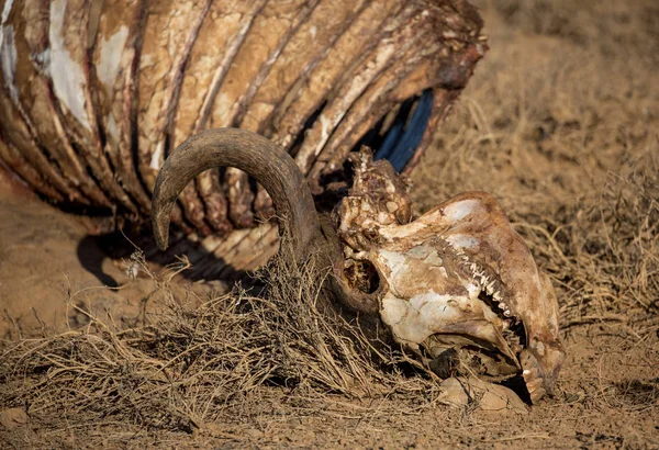 Skelett eines wilden afrikanischen Büffels — Stockfoto