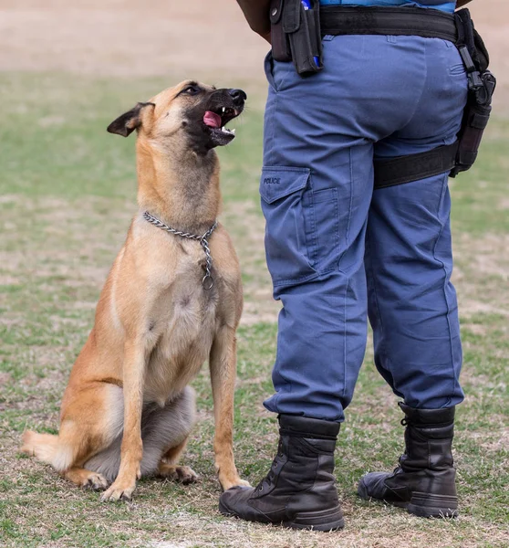 Policía perro y manipulador — Foto de Stock