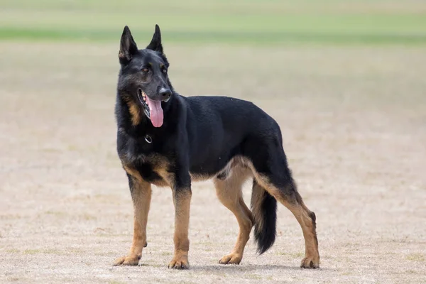 Polizeihund-Porträt — Stockfoto