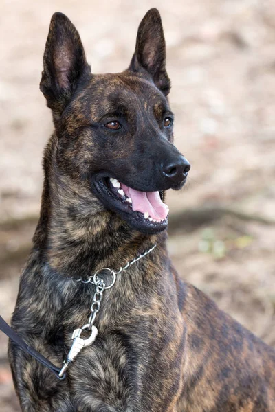 Polis köpeği portre — Stok fotoğraf