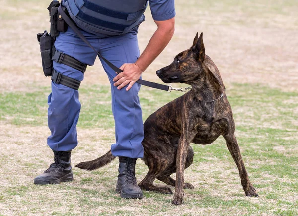 Öfkeli polis köpeği ve işleyicisi — Stok fotoğraf
