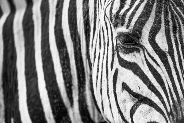 Closeup Zebra v černé a bílé — Stock fotografie