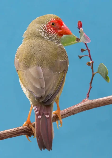 Pretty Star Finch from Australia — Stock Photo, Image