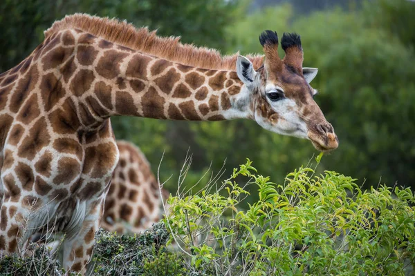 Giraffen äta bladen — Stockfoto