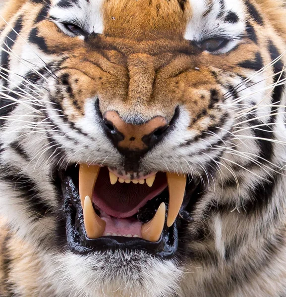 Tigergeknurre und Zähne — Stockfoto